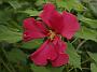 Hibiscus mutabilis Rubrum